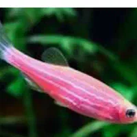 فروش ماهی زبرا به قیمت عمده فقط۱۰