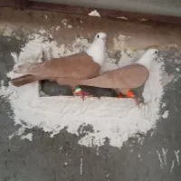 کفتر کلاغ کربلایی