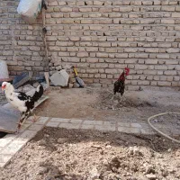 مرغ گلین|حیوانات مزرعه|شیروان (خراسان), |دیوار