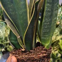 حراج گیاه آپارتمانی طبیعی|گل و گیاه طبیعی|اهواز, آریاشهر|دیوار