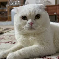 گربه اسکاتیش فولد نر