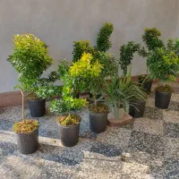 خزه جنگلی تازه با گونی سه خط بزرگ|گل و گیاه طبیعی|مرزیکلا, |دیوار