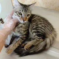 گربه همراه با وسایل و انگل تراپی شده