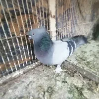 کبوتر