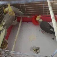 یک جفت عروس هلندی زیبا