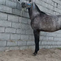 اسب سواری دار