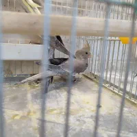 جوجه سرلاکی عروس|پرنده|زنجان, |دیوار