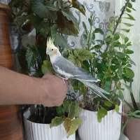 عروس هلندی