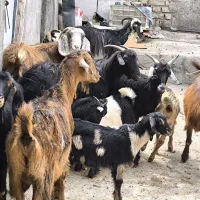 بز و بزغاله جوان چشتور