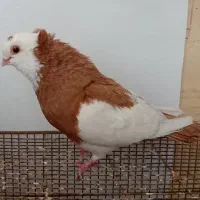کبوتر گمشده