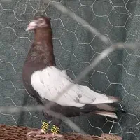 پرنده دورگ|پرنده|شوشتر, |دیوار