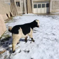 بزغاله|حیوانات مزرعه|ایلام, |دیوار