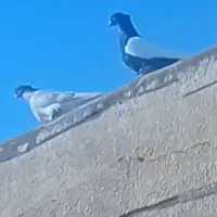 سینه نر مست هوای ۶۰۰