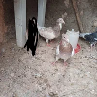 یک ماده کله هما بادوتا جوجه هفرنگ کله هما