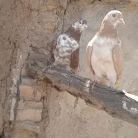 گم شده