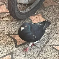 شازده قرمز و تعدادی کبوتر|پرنده|رشت, دیانتی|دیوار