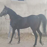 کره نریون|اسب و تجهیزات اسب‌سواری|حسین آباد, |دیوار