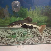 ماهی ردتیل ۴۰ سانت