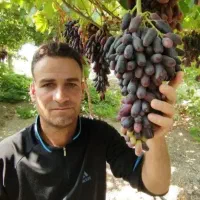 انواع نهال انگور گلدانی و ریشه لخت