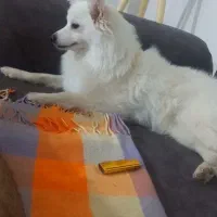 واگذاری اشپیتز