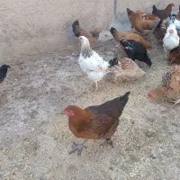 جوجه خروس ومرغ جوان 7ماهه 290هزار ویک جفت غازخرامه|حیوانات مزرعه|شیراز, سعدیه جنوبی|دیوار
