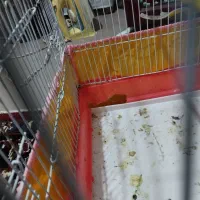 قفس|لوازم جانبی حیوانات|زابل, |دیوار