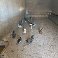 تعدادی مرغ و خروس لاری گلین و محلی