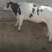 گاو چاق گوشتی