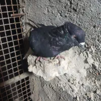 چهار جفت اشعل جوجه کشی|پرنده|اهواز, کمپلو شمالی|دیوار