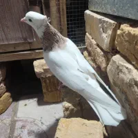 طوقی شازده نربشرط|پرنده|شیراز, طلاب|دیوار