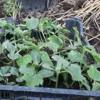 نشا خیار قلمی.و نشا کدو.سفید