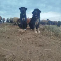 طوله نر قدر جونی|سگ|بم, |دیوار