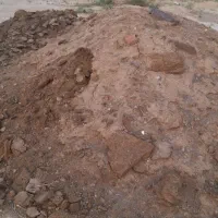 کودگوسفندی|خدمات باغبانی و درختکاری|شاهرود, |دیوار