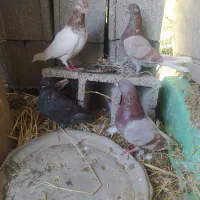 پنچ عدد کبوتر پروازی