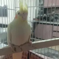 عروس هلندی لوتینو سخنگو ارسالی