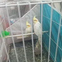 عروس هلندی|پرنده|مشهد, ایوان|دیوار
