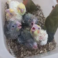 کوتوله برزیلی وعروس هلندی لوتینوو سینامون