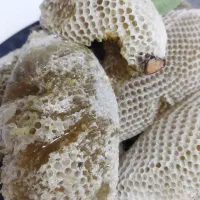 عسل وحشی کنار|خوردنی و آشامیدنی|اهواز, شهرک نفت|دیوار