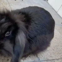 خرگوش لوپ|موش و خرگوش|مشهد, قائم|دیوار