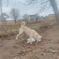 واگزاری سگ پژدر عراقی