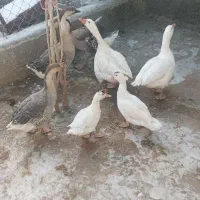 قو غاز و غاز