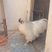 مرغ ابریشمی زیبا|حیوانات مزرعه|بانه, |دیوار