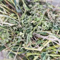 گیاه دونی چاهستان 38