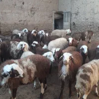 بره نر پلنگی جفتی ۲۶|حیوانات مزرعه|ازنا, |دیوار