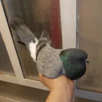 کفتر پرشی سبز ماده ،پشت زرد معاوضه باطوطی برزیلی