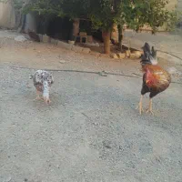 مرغ خروس|حیوانات مزرعه|ایرانشهر, |دیوار