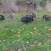 فروش بوقلمون محلی