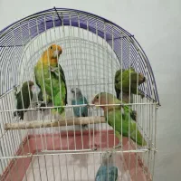 طوطی برزیلی بالغ جوجه سرلاکی تعداد زیاد