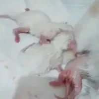 گربه برتیش نر، فرصت نگهداری آسان|گربه|کرج, فاز ۱ مهرشهر|دیوار