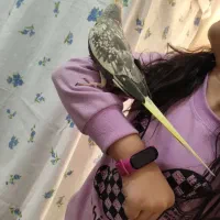 جفت عروس هلندی لوتینو معاوضه با دوچرخه|پرنده|پاکدشت, پاکدشت (مامازند)|دیوار